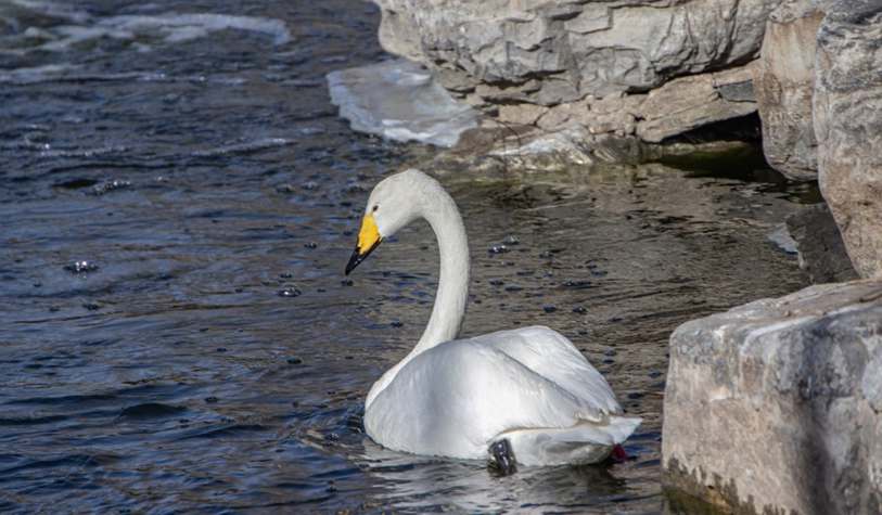 Pássaros em um lago, representando o foco de gripe aviária no Brasil